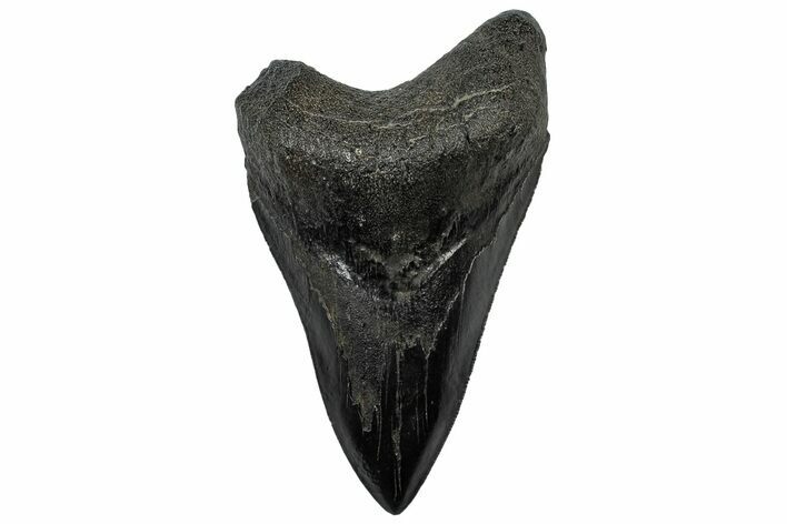 Serrated, Fossil Megalodon Tooth - South Carolina #301823